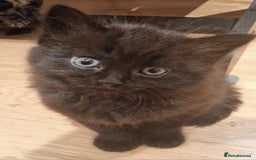 Mixed Breed cats for sale: Gorgeous Mixed Breed Main Coon Kittens  - Image 4