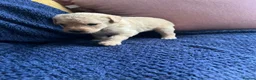 Labradoodle dogs for sale: 🐾 Beautiful Labradoodle Puppies 🐾 in Chelmsford - Advert 4