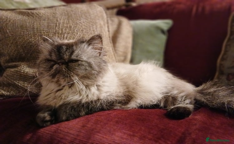Persian cats Beautiful Persian ultra  **  - Advert 4