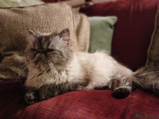 Persian cats Beautiful Persian ultra ** - Advert 1