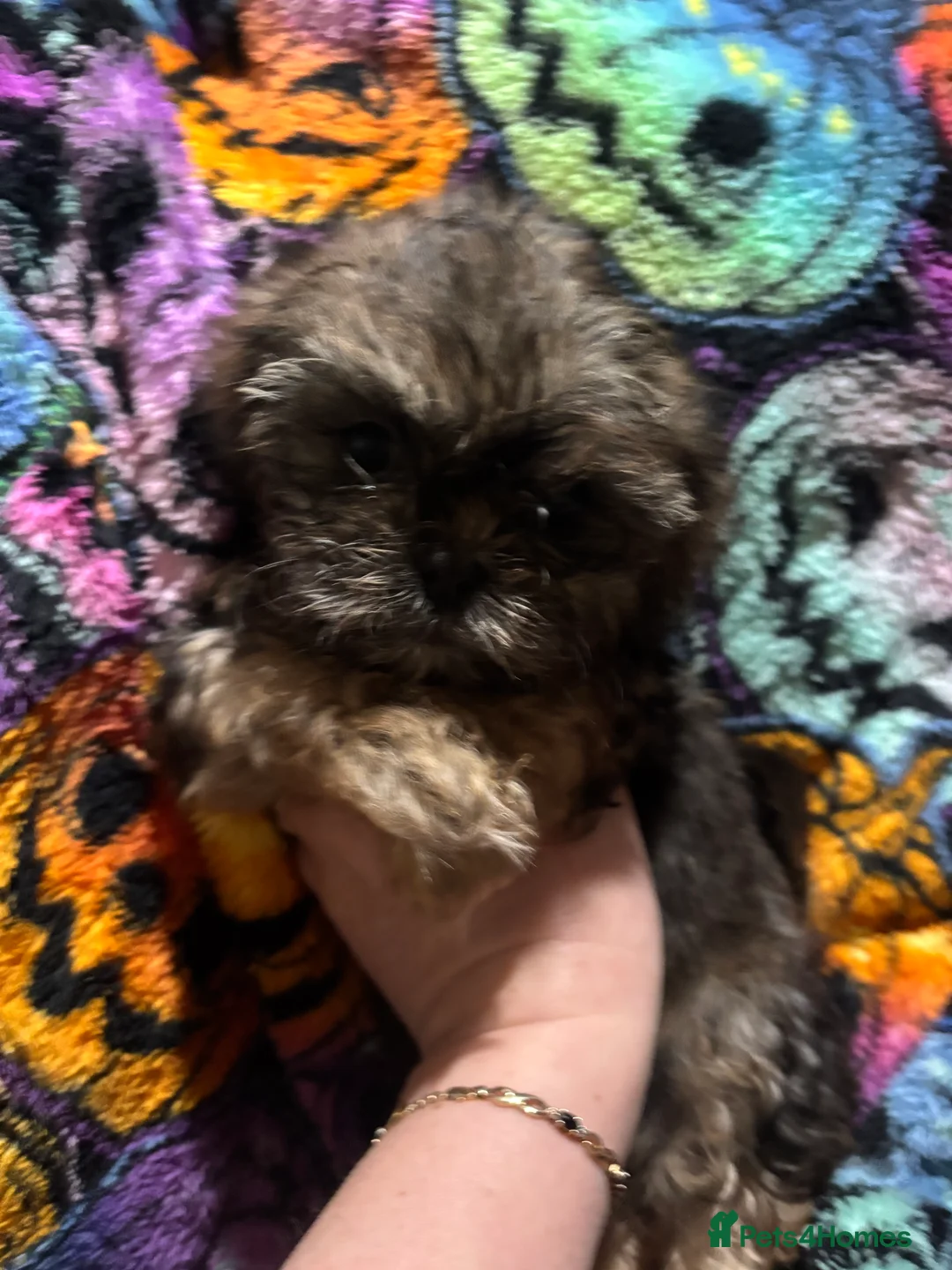 Shih Tzu dogs for sale: Adorable Puppies Looking for Their Forever Homes  - Advert 16