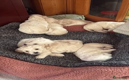 Bichon Frise dogs for sale: Bichons for sale - Image 2