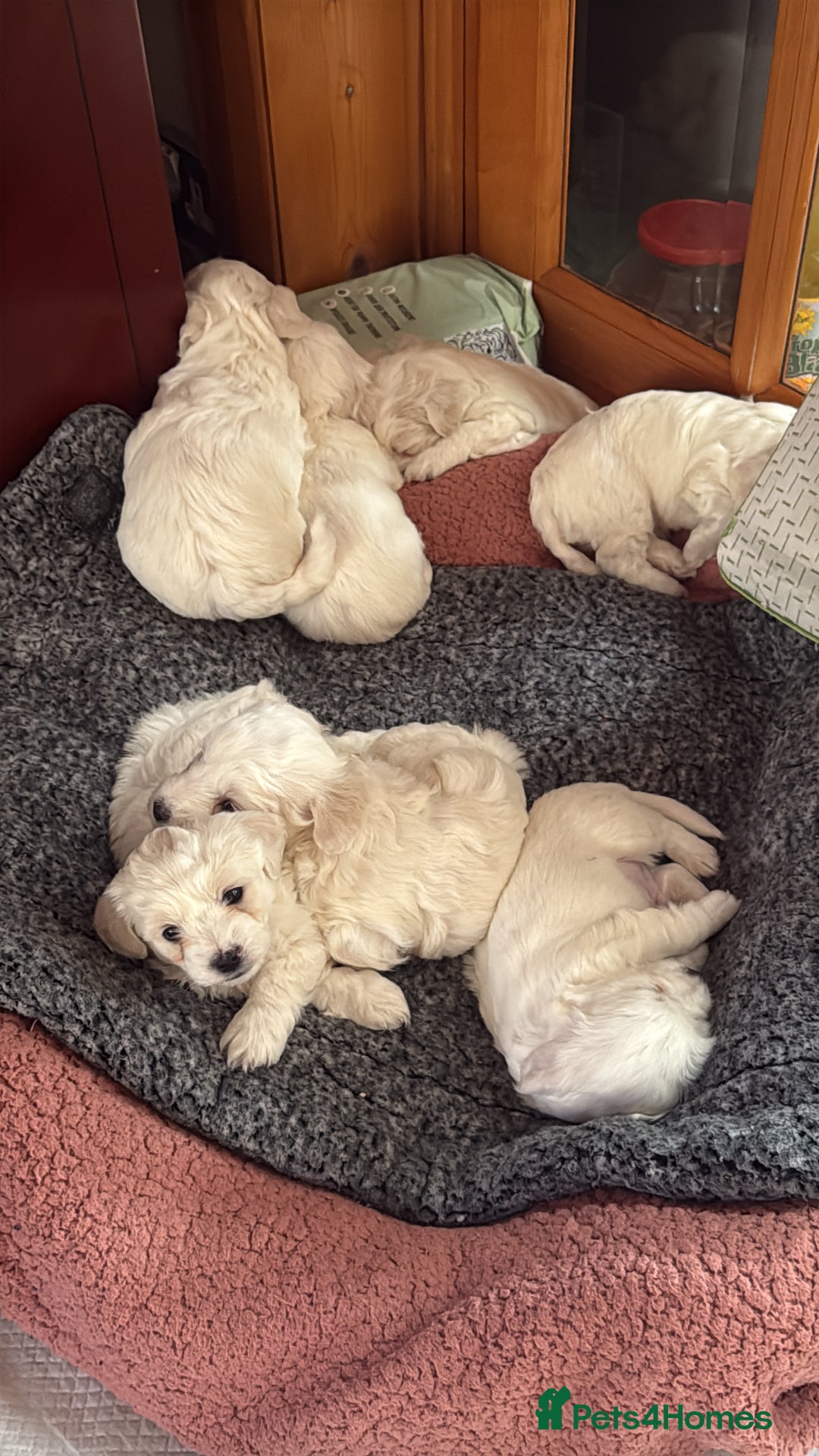 Bichon Frise dogs for sale: Bichons for sale - Image 2