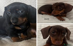 Miniature Dachshund dogs for sale: Gorgeous miniature dachshunds  - Image 1