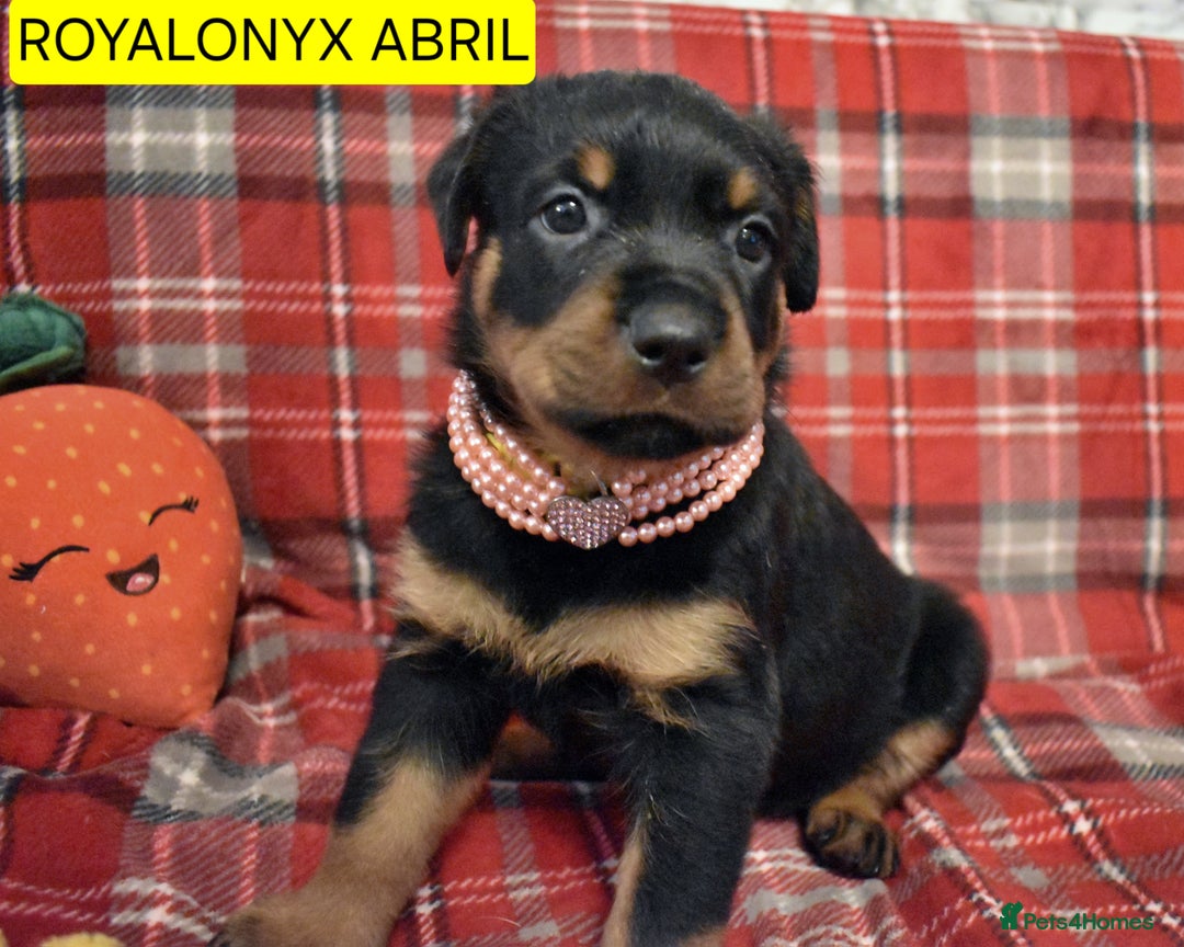 Rottweiler dogs for sale: KC chunky rottweiler puppies - Advert 26