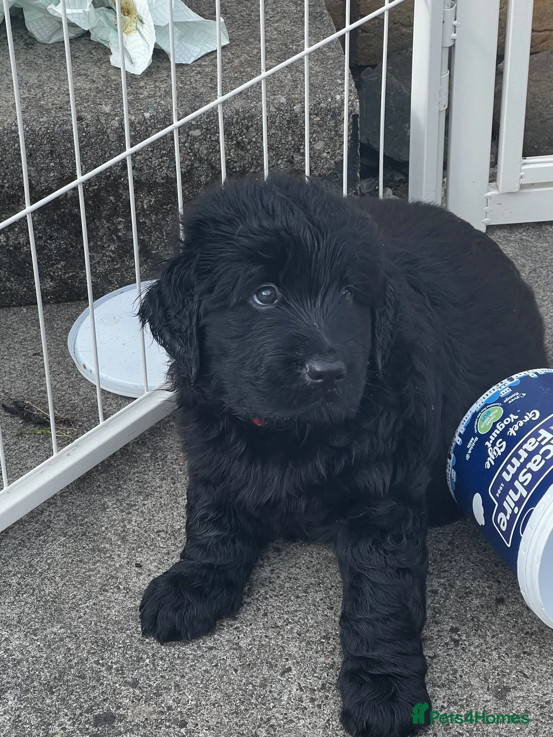 Mixed Breed dogs for sale: Golden retrievers flat coat retriever  - Advert 32