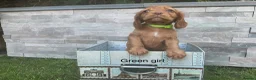 Cocker Spaniel dogs for sale: Fox red working cocker spaniels in Ingatestone - Advert 6