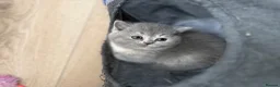 British Shorthair cats for sale: Ready soon BRITISH SHORTHAIR KITTENS😻 - Advert 2