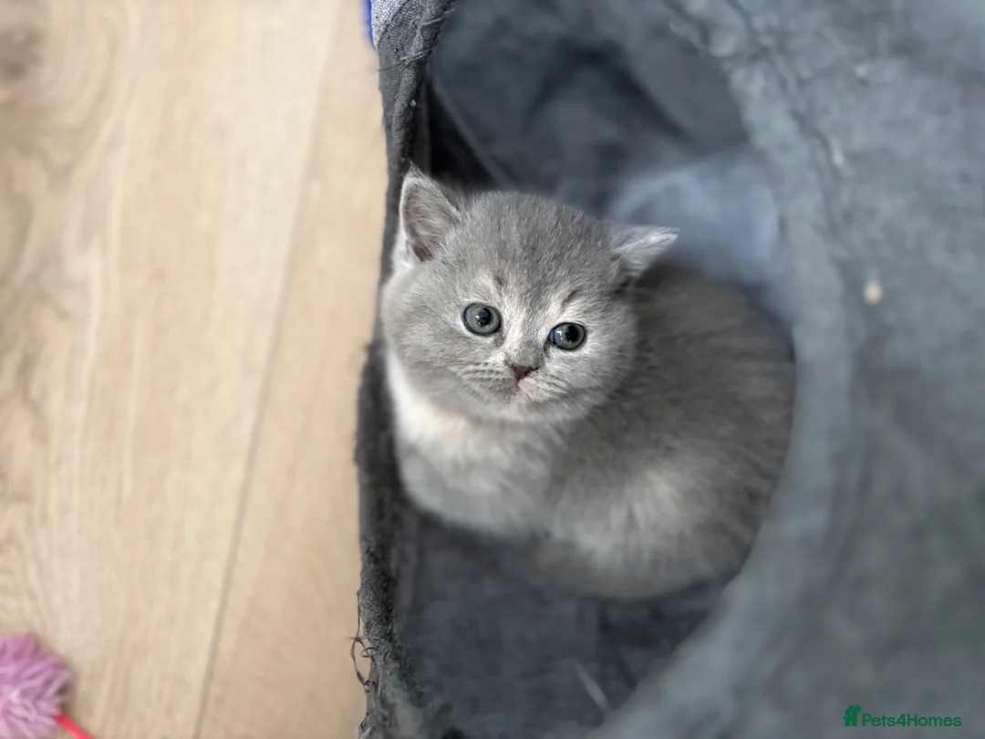 British Shorthair cats for sale: Ready soon BRITISH SHORTHAIR KITTENS😻 - Advert 2