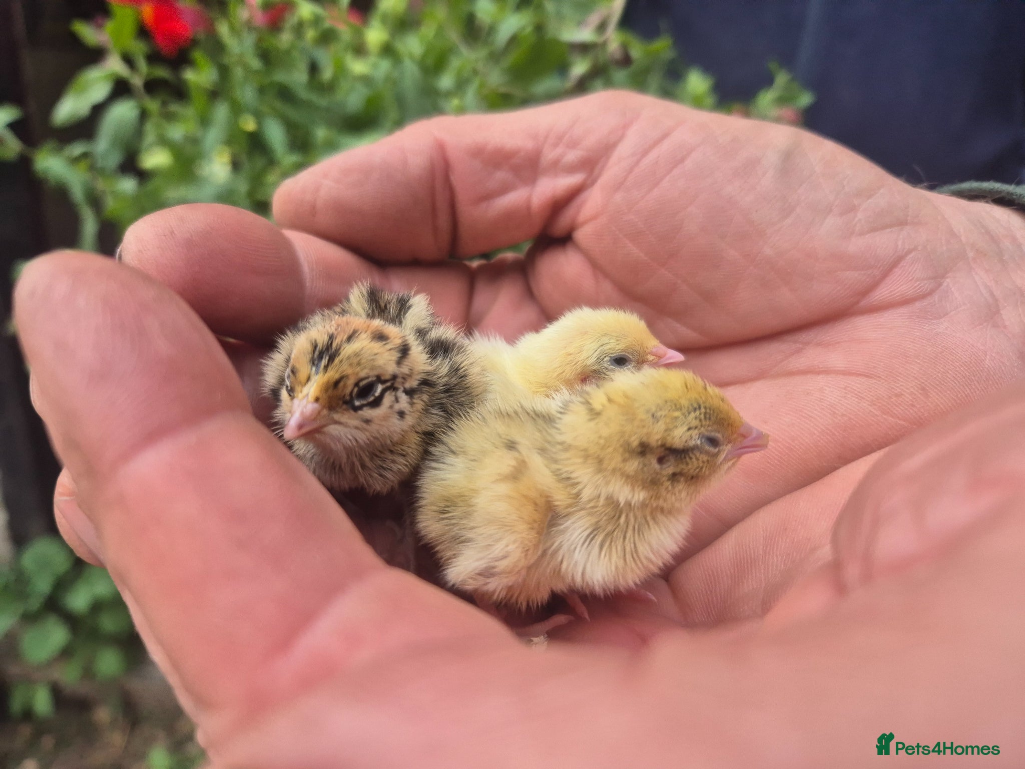 Quail poultry for sale: 💚BABY MIXED COLOURS QUAIL CHICKS💚  - Advert 3