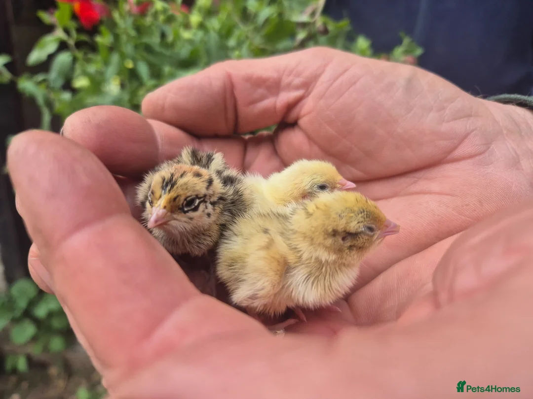 Quail poultry for sale: 💚BABY MIXED COLOURS QUAIL CHICKS💚  - Advert 1