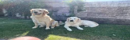 Goldendoodle dogs for sale: Red F1 Goldendoodle puppies for sale  in Leyland - Advert 1