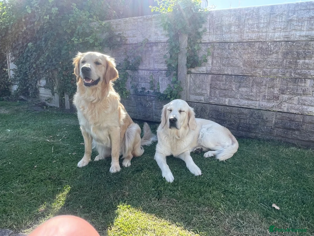 Goldendoodle dogs for sale: Red F1 Goldendoodle puppies for sale  in Leyland - Advert 1