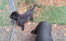 Labrador Retriever dogs for sale: KC Labrador girls, calm, loving and sensible - Image 8