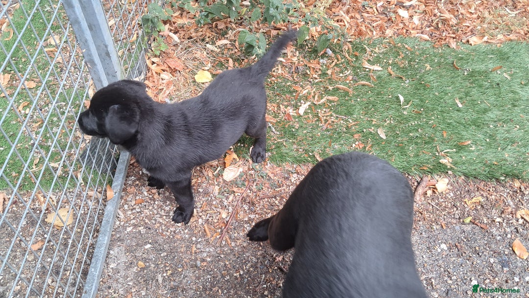 Labrador Retriever dogs for sale: KC Labrador girls, calm, loving and sensible - Image 8