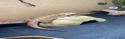 Bearded Dragon reptiles for sale: Bearded dragon and set up for sale - Advert 3
