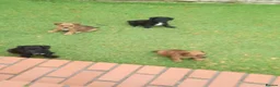 Patterdale Terrier dogs for sale: Pattadale terrier pups in Liverpool - Advert 27