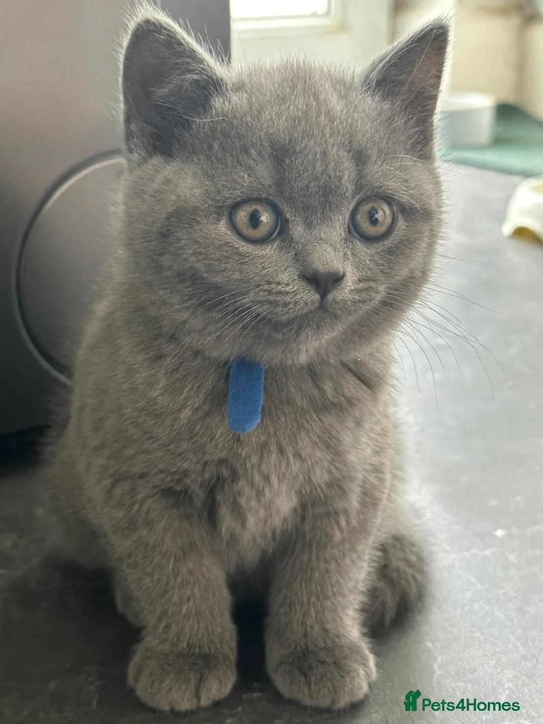 Scottish Fold cats for sale: BSH X SCOTTISH FOLD LAST FEMALE DILUTE CALICO - Advert 4