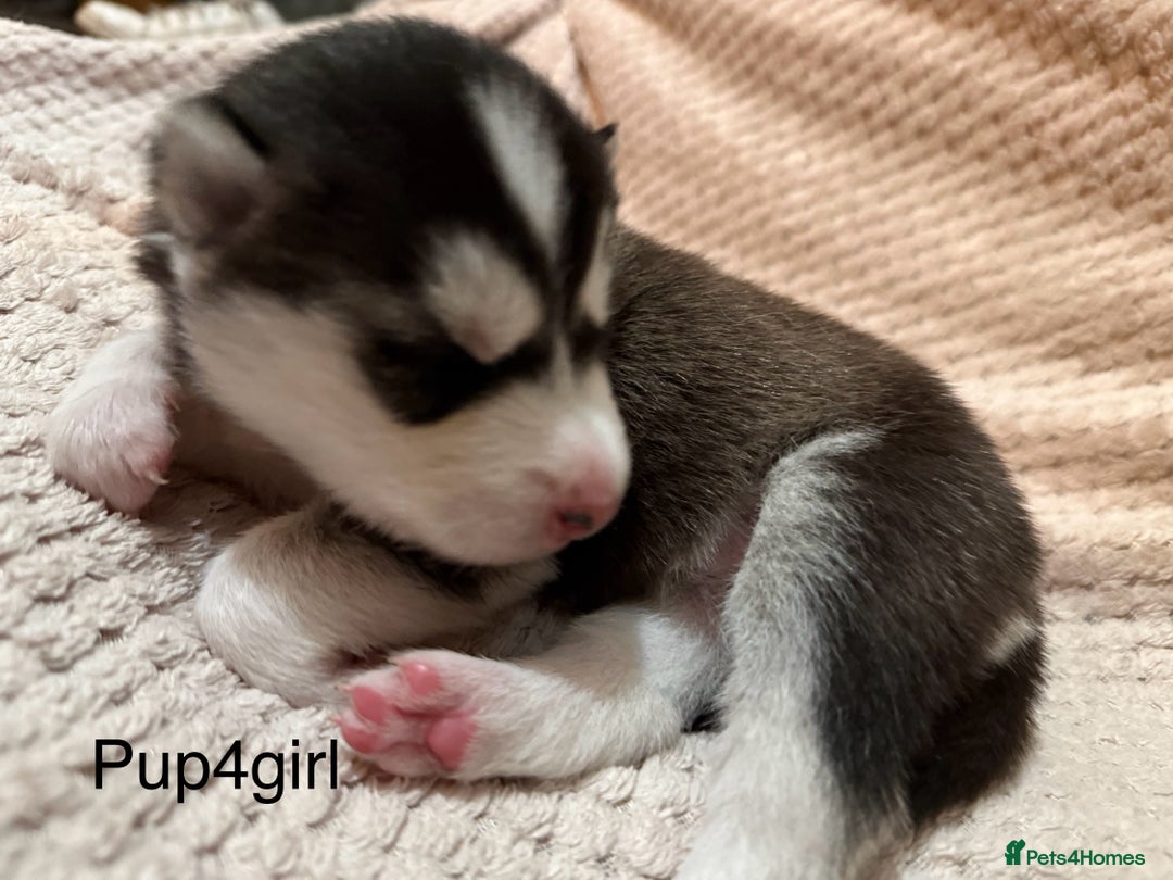 Utonagan dogs for sale: Siberian husky x malamute puppies - Image 16
