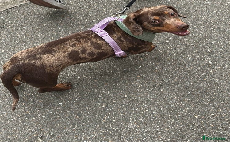Dachshund dogs - Advert 4