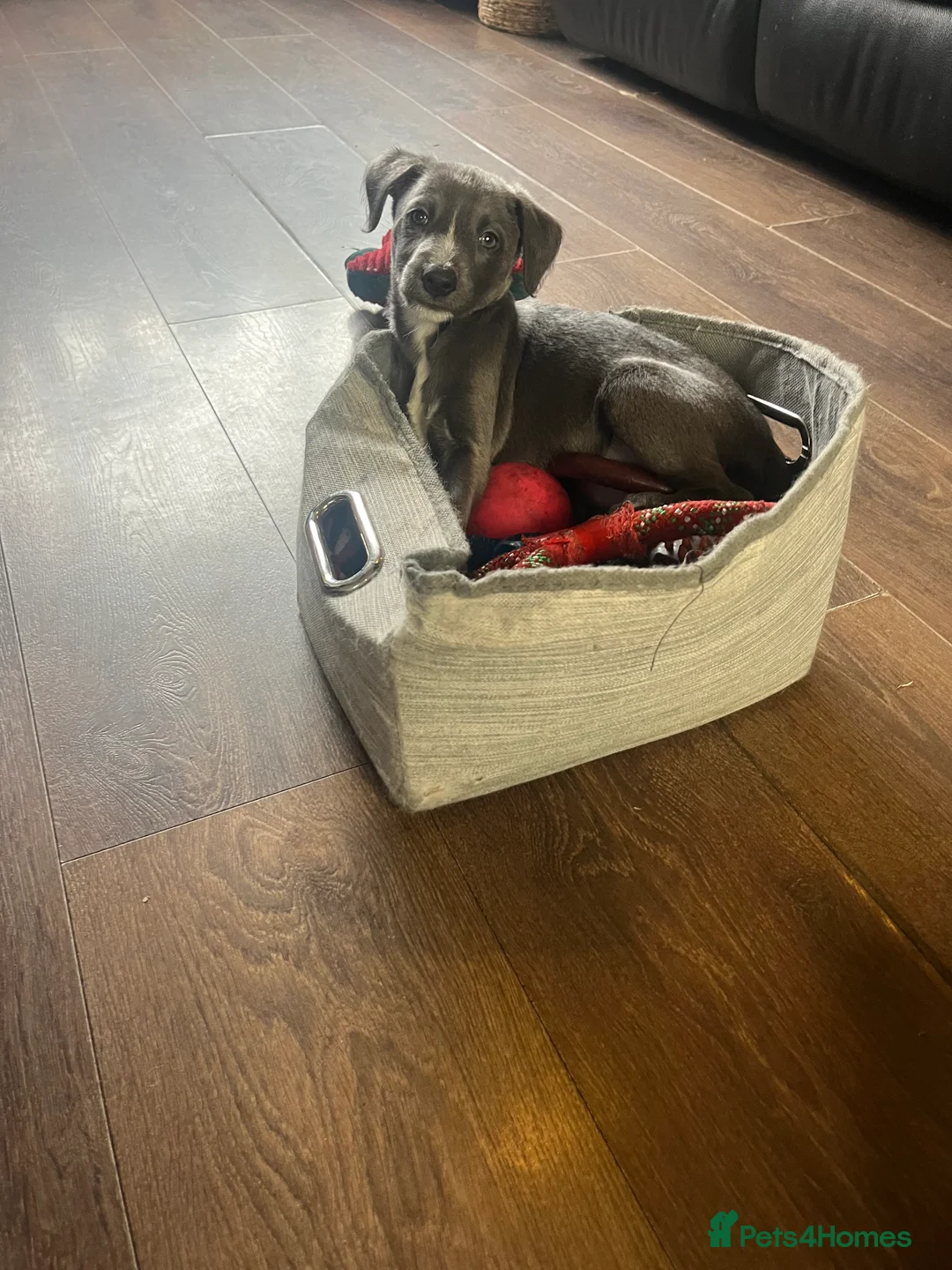 Lurcher dogs for sale: Bedlington Whippet pups for sale - Advert 4