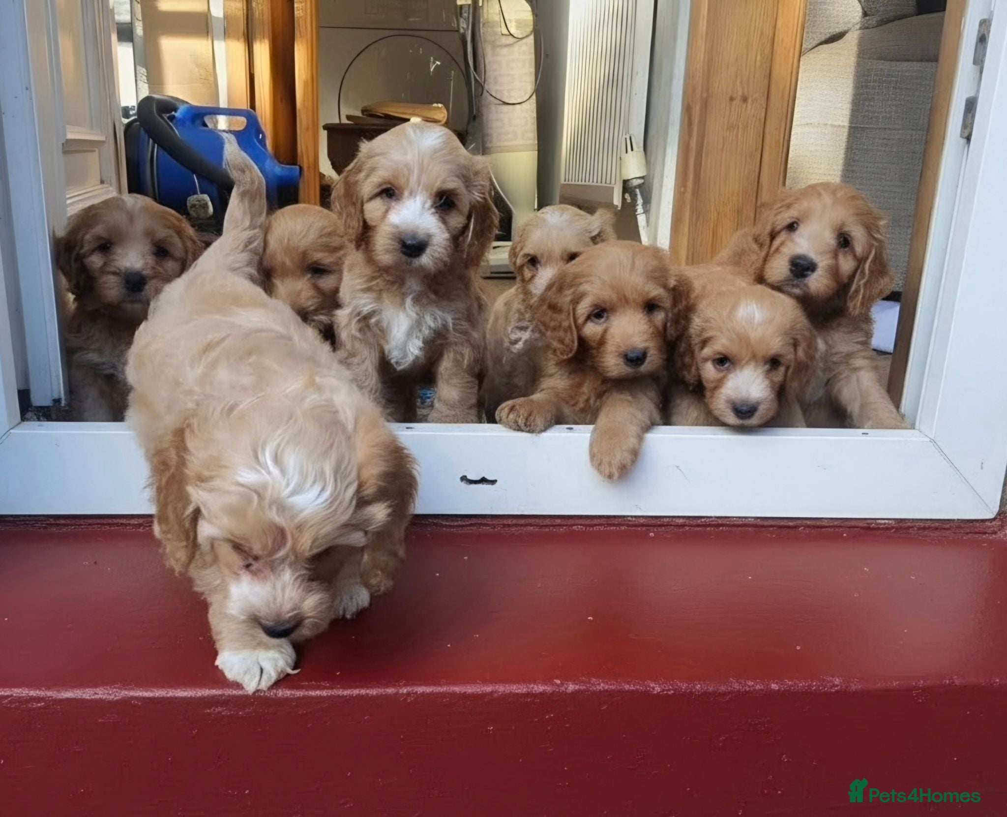 Cockapoo dogs Stunning F1 Cockapoo puppies  - Advert 18