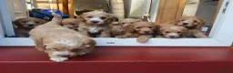 Cockapoo dogs for sale: READY NOW !! Stunning F1 female Cockapoo puppy  - Advert 12