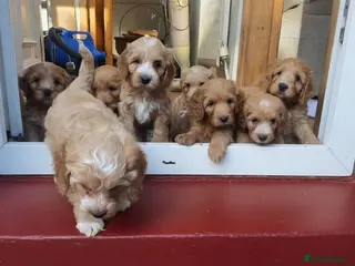 Cockapoo dogs Stunning F1 Cockapoo puppies - Advert 18