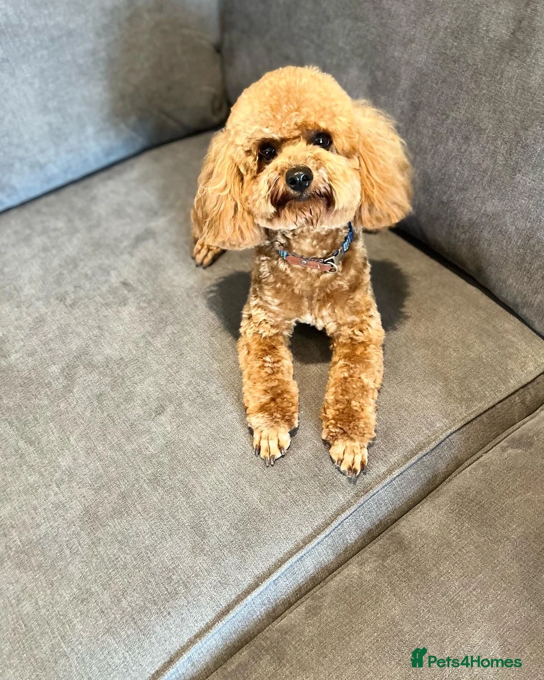 Toy Poodle dogs for stud: EXTENSIVE HEALTH TESTED KC RED TOY POODLE STUD in Woodbridge - Advert 3