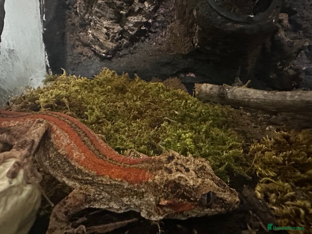 Gecko reptiles for sale: Red Stripe Breeder Gargoyle Gecko - Image 2
