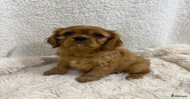 Cavalier King Charles Spaniel dogs - Advert 3