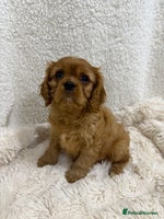 Cavalier King Charles Spaniel dogs - Advert 4