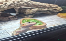Bearded Dragon reptiles for sale: Baby bearded dragon  - Image 3