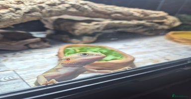 Bearded Dragon reptiles - Advert 2