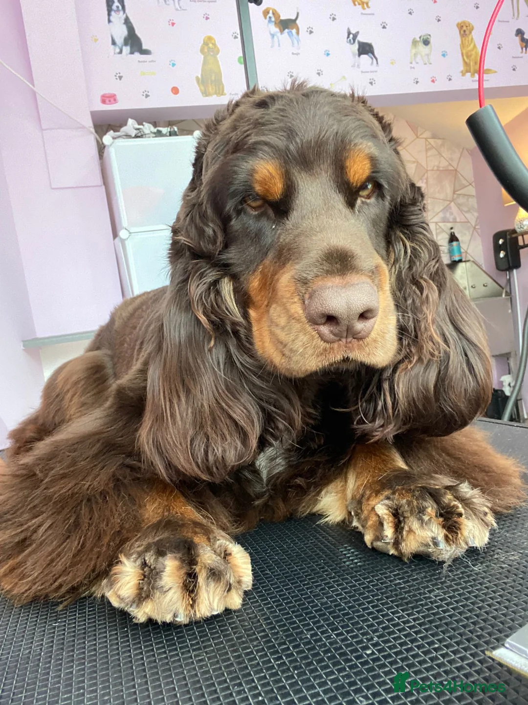 Cocker Spaniel dogs for stud: Kc reg.  ,,PROVEN,, Show Type cockerspaniel  in Morecambe - Advert 5