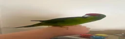 Parakeets birds for sale: Very tame parakeet in Sheffield - Advert 1