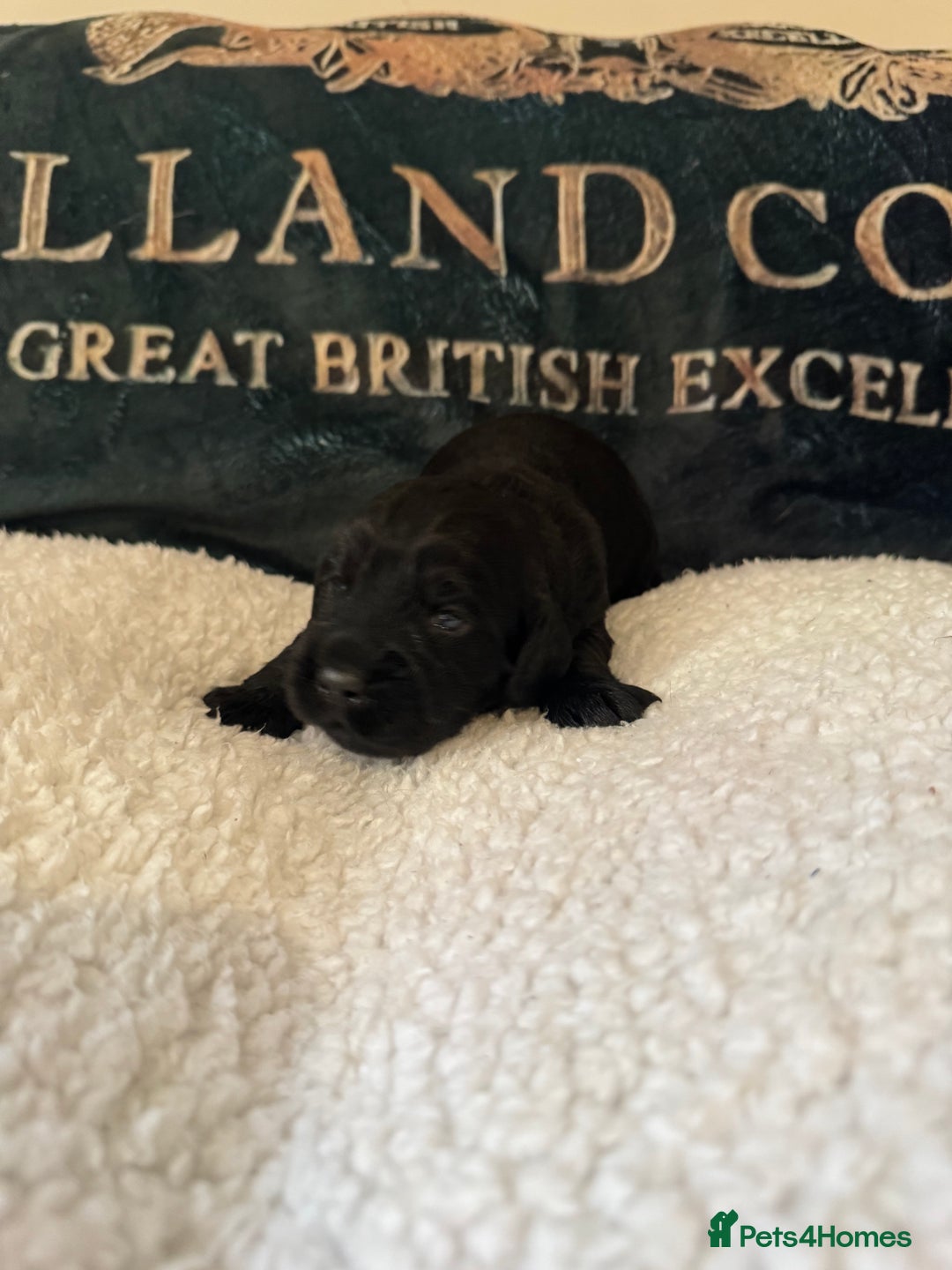 Cocker Spaniel dogs for sale: A gorgeous litter of WCS - Advert 30