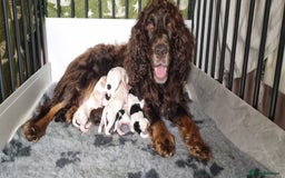 Cockapoo dogs for sale: Beautiful F1 Cockapoos - Image 15
