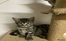 Bengal cats for sale: BEAUTIFUL HALF BENGAL KITTENS - Image 25