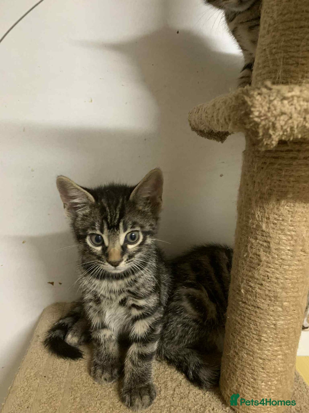 Bengal cats for sale: BEAUTIFUL HALF BENGAL KITTENS - Image 25