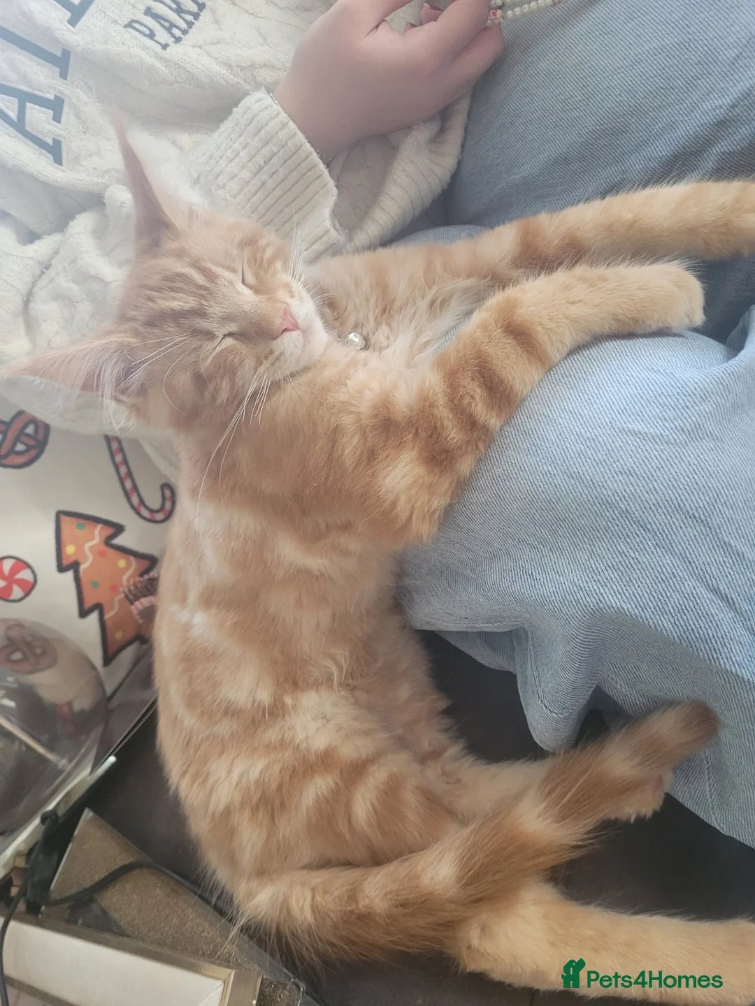 Maine Coon cats for sale: Ginger Maine Coon Kittens  - Advert 7