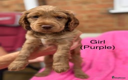 Cockapoo dogs for sale: Gorgeous Cockapoos for sale - Image 6