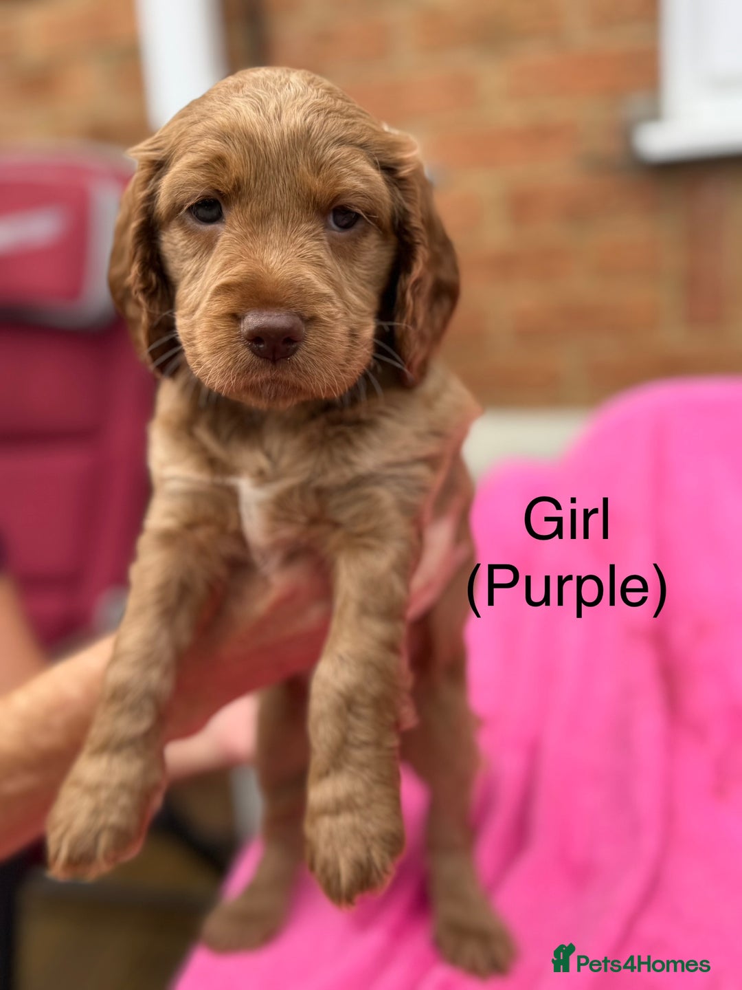 Cockapoo dogs for sale: Gorgeous Cockapoos for sale - Image 6