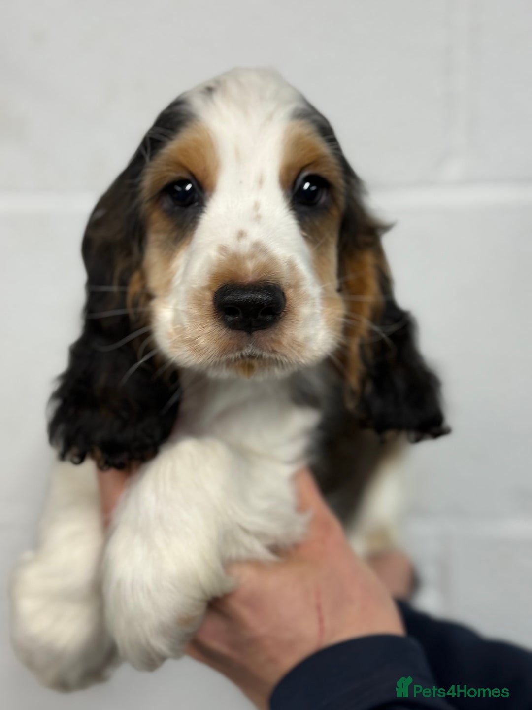 Cocker Spaniel dogs for sale: True to type Show Cocker Spaniels - KC reg parents - Advert 34
