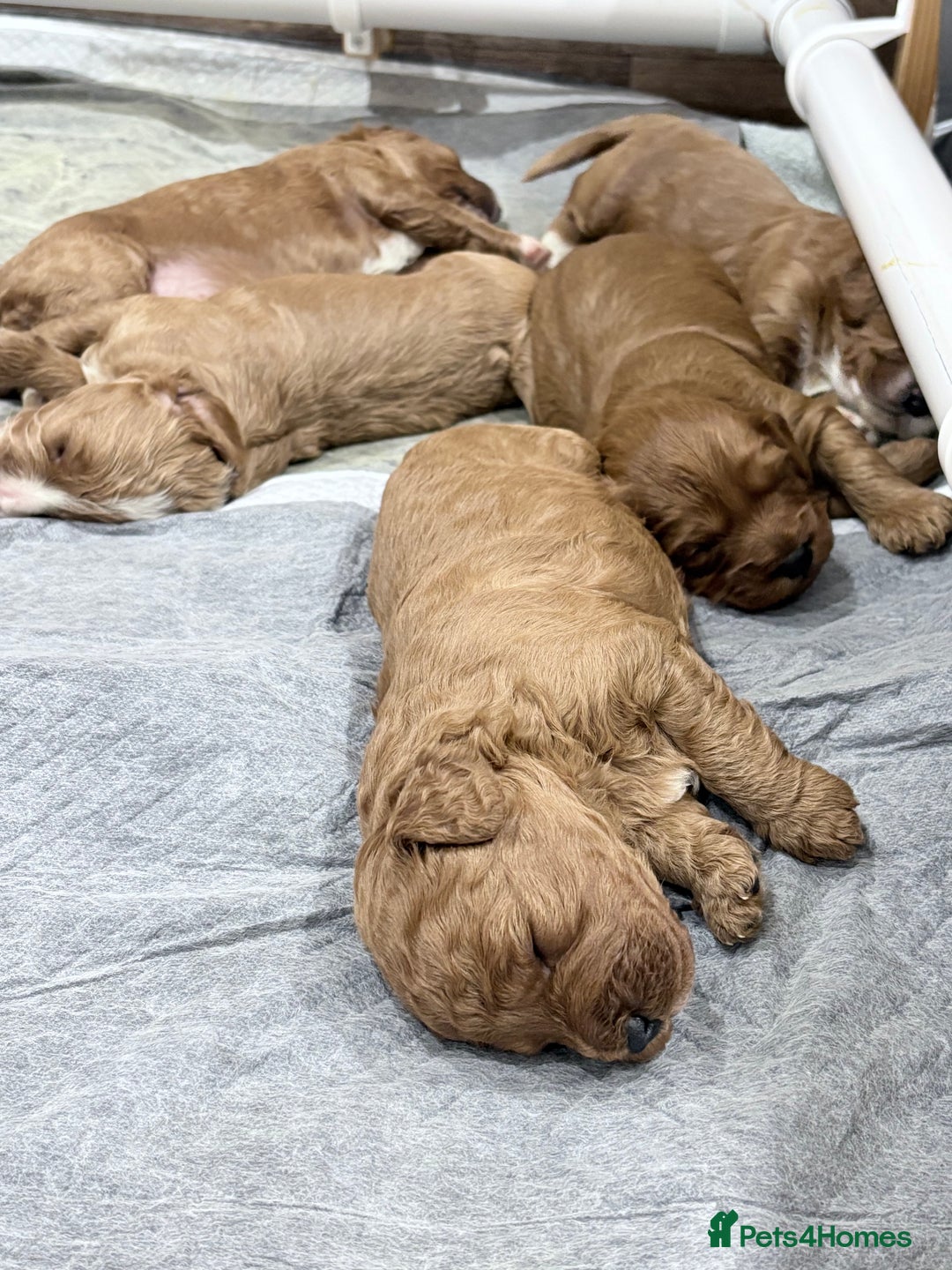 Cavapoo dogs for sale: Quality F1b Cavapoo Puppies. Raised in family home - Advert 13