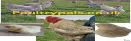Chickens poultry for sale: Chicks Chickens Cockerels Hatching Eggs pure breed - Advert 10