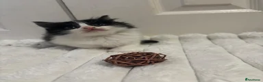 Mixed Breed Kitten 2