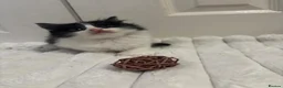 Mixed Breed cats for sale: 8 beautiful kittens ready for their new homes  - Advert 6