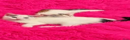 Persian cats for sale: 3 beautiful half Persian kittens left for sale!! - Advert 4