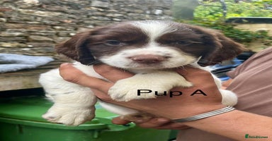 English Springer Spaniel dogs - Advert 2